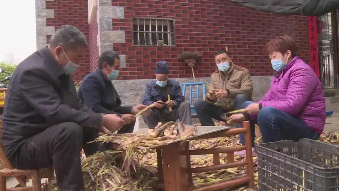 致富种植莴笋视频_莴笋种植致富_致富种植莴笋图片