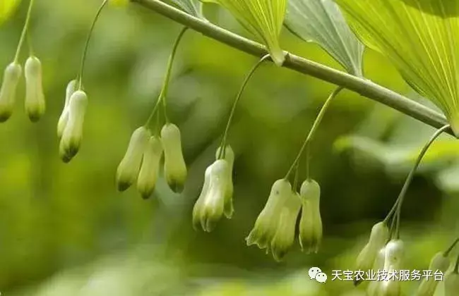 种植半夏前景如何_致富经半夏种植技术_致富种植半夏技术怎么样