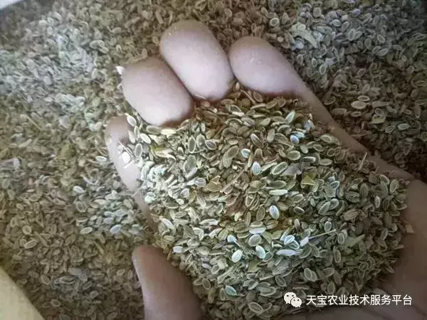 种植半夏前景如何_致富种植半夏技术怎么样_致富经半夏种植技术