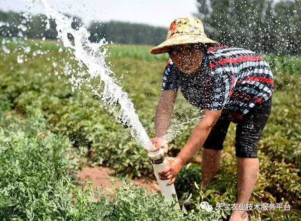 致富经半夏种植技术_致富种植半夏技术怎么样_种植半夏前景如何