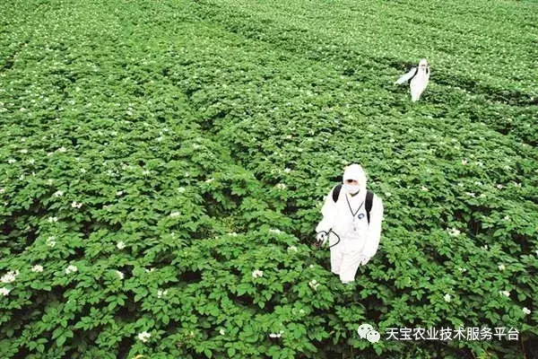 致富经半夏种植技术_致富种植半夏技术怎么样_种植半夏前景如何