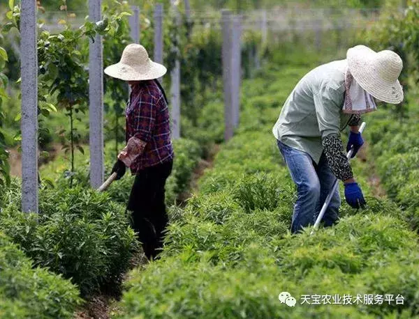 致富经半夏种植技术_致富种植半夏技术怎么样_种植半夏前景如何