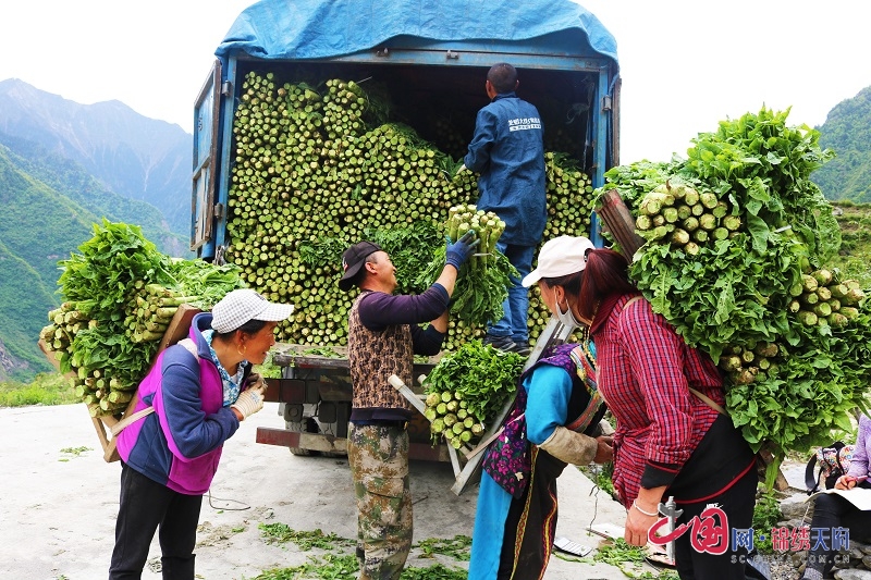 茂县高山村寨致富有妙方：生态莴笋助农增收