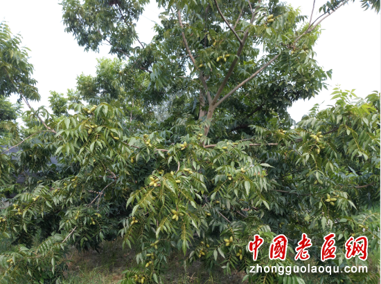 碧根果种植技术视频_碧根果的种植技术_碧根果种植条件视频