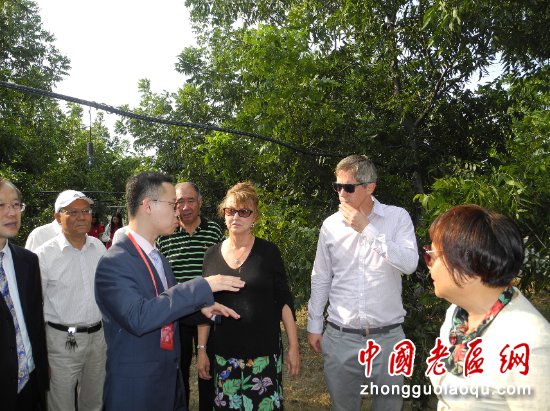 碧根果种植技术视频_碧根果种植条件视频_碧根果的种植技术