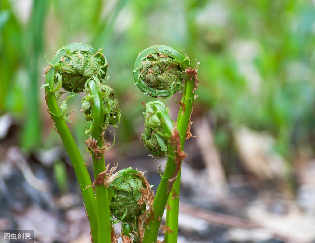 蕨菜怎么种植技术_种植蕨菜技术视频_蕨菜种植技术资料