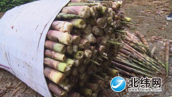 守住青山变金山 种竹走上致富路——青元村种竹产业助农脱贫致富