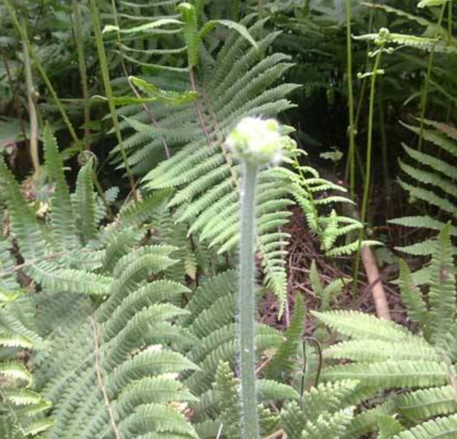 种植蕨菜技术要点_蕨菜怎么种植技术_种植蕨菜技术与管理