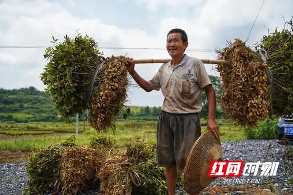 黑灵芝种植种子_致富经种植黑灵芝视频_黑灵芝种植技术免费视频