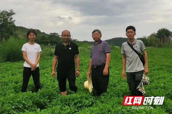 黑灵芝种植技术免费视频_致富经种植黑灵芝视频_黑灵芝种植种子