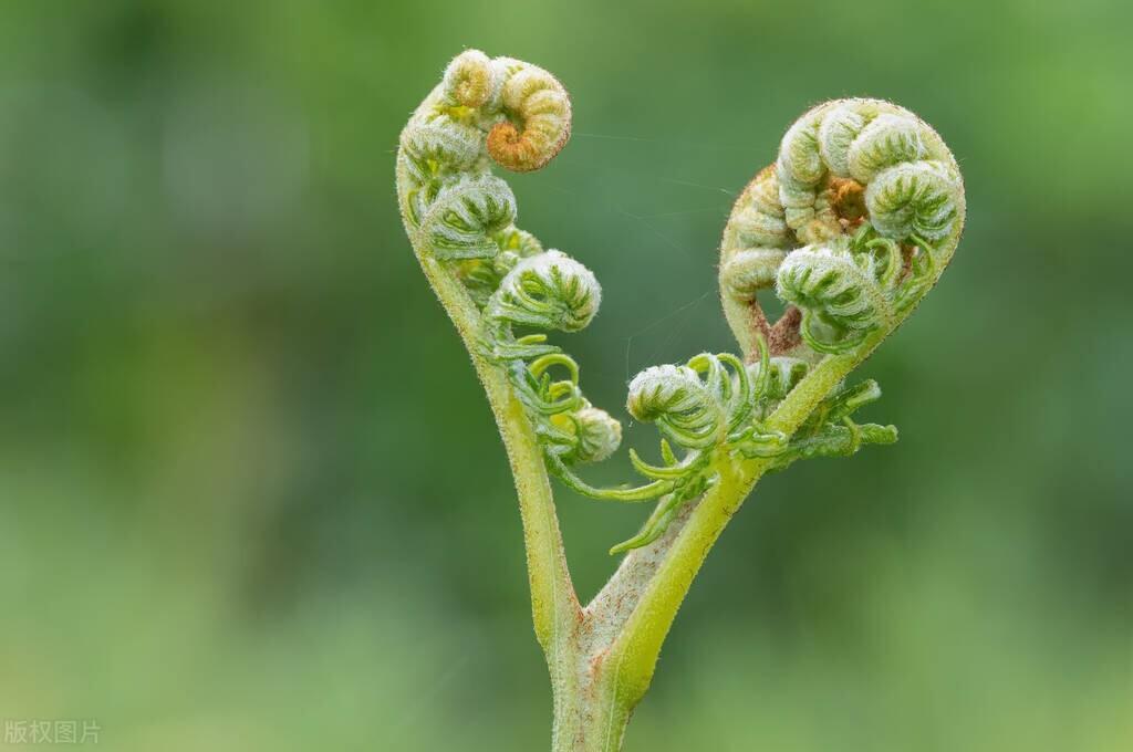 种植蕨菜技术视频_蕨菜怎么种植技术_蕨菜种植技术资料