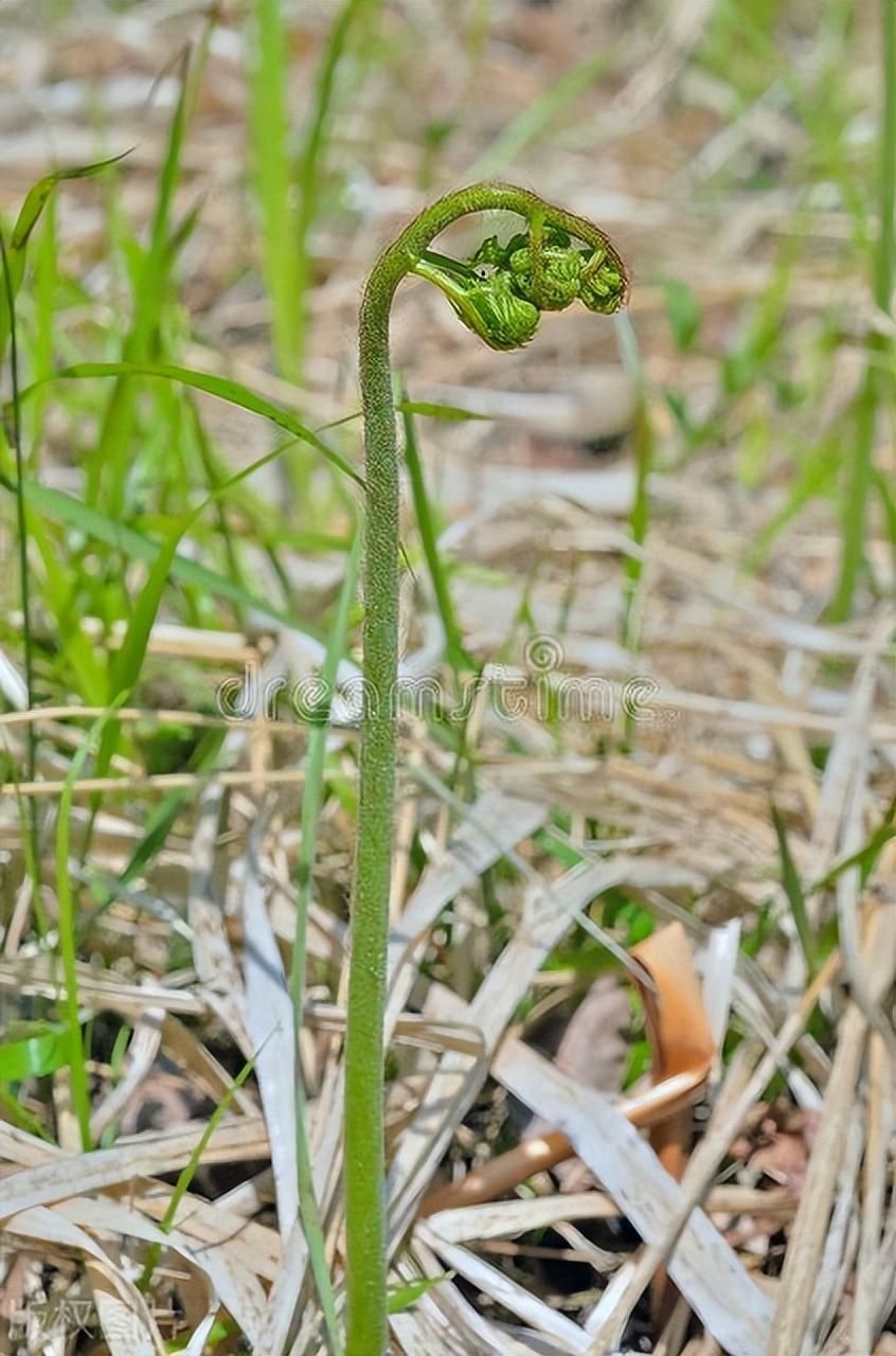 蕨菜怎么种植技术_蕨菜种植技术资料_种植蕨菜技术视频