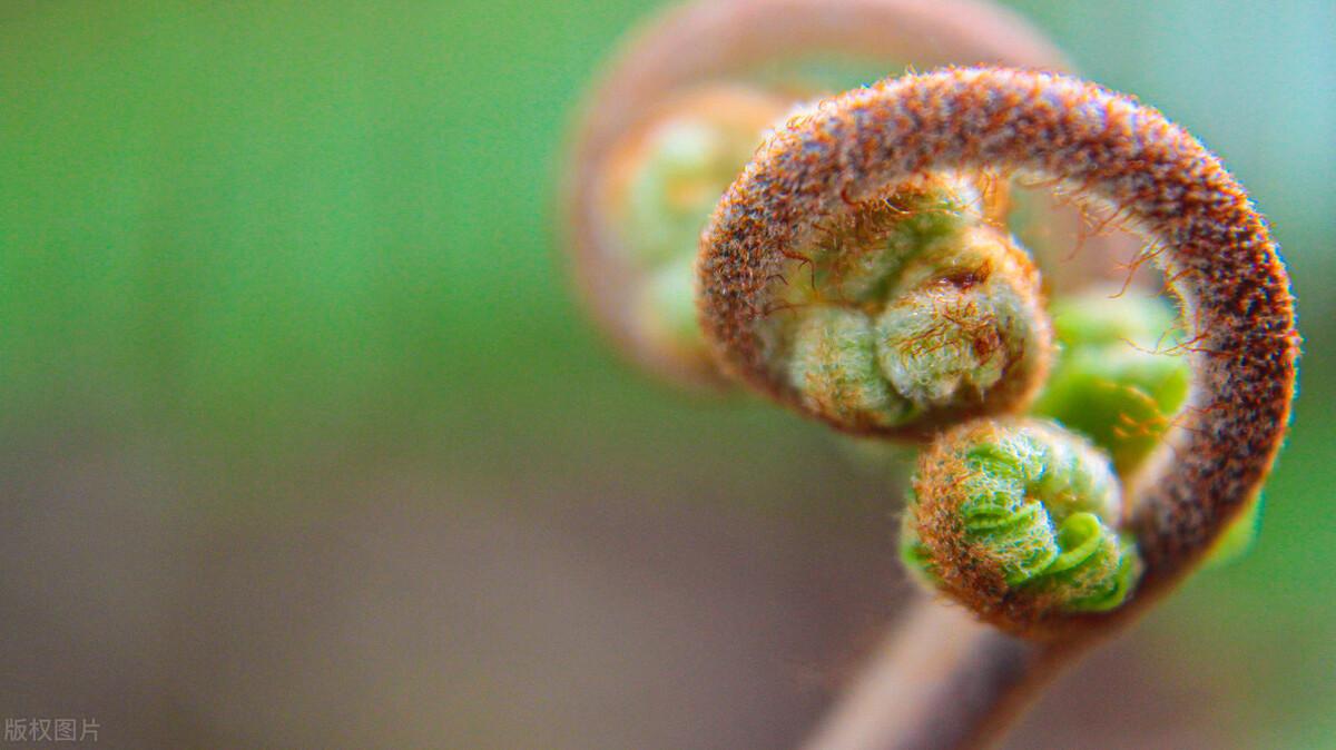 蕨菜怎么种植技术_蕨菜种植技术资料_种植蕨菜技术视频