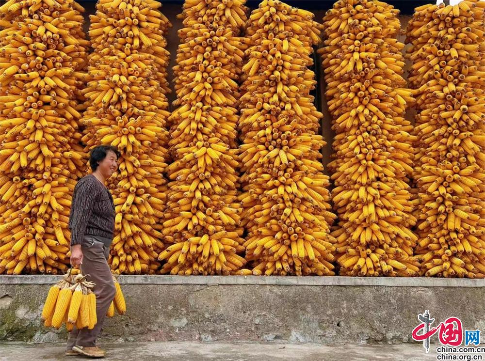 核桃致富报道_致富经2020年核桃种植_核桃种植利润