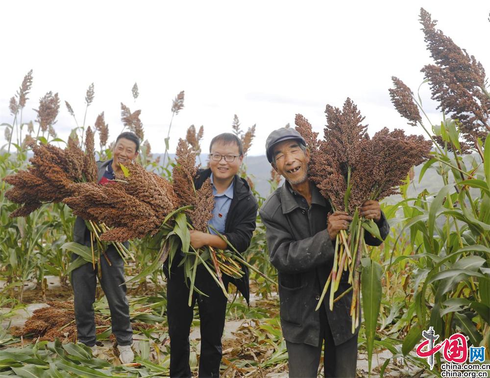 致富经2020年核桃种植_核桃种植利润_核桃致富报道