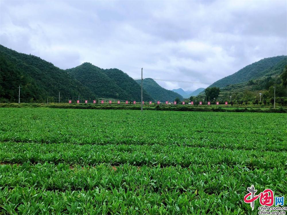 核桃致富报道_致富经2020年核桃种植_核桃种植利润