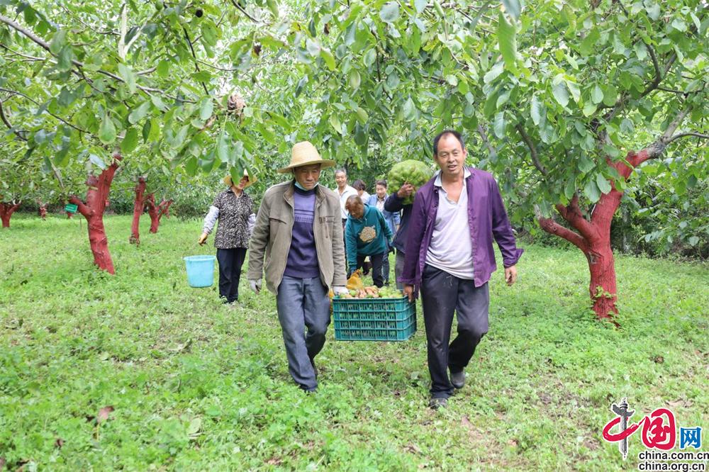 核桃致富报道_致富经2020年核桃种植_核桃种植利润