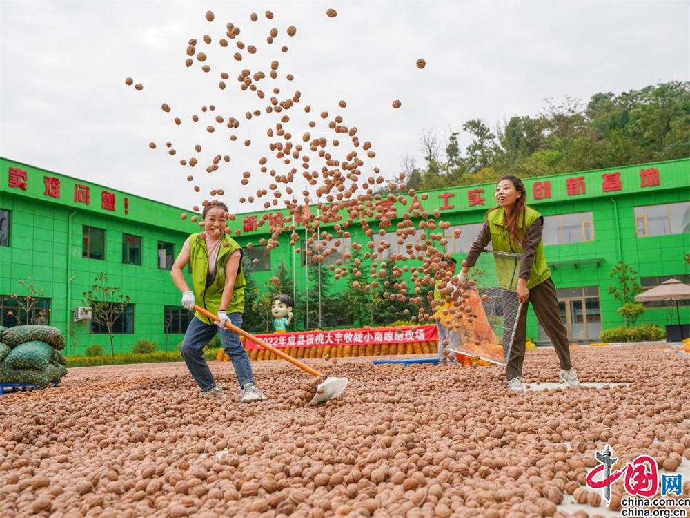 核桃致富报道_核桃种植利润_致富经2020年核桃种植