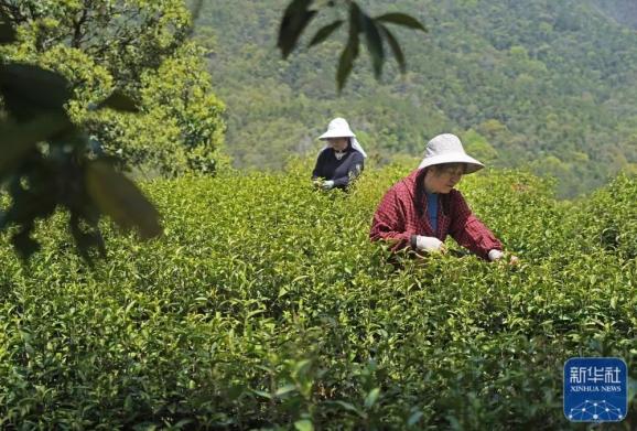 致富经2020年核桃种植_核桃种植利润_核桃致富报道