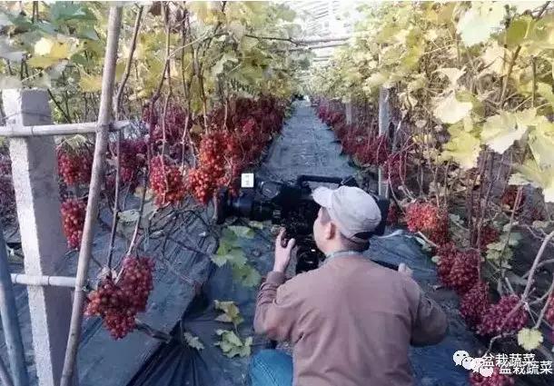 甜瓜种植技术_农广天地甜瓜种植技术视频_旱甜瓜种植致富