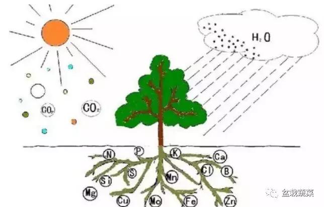 甜瓜种植技术_旱甜瓜种植致富_农广天地甜瓜种植技术视频