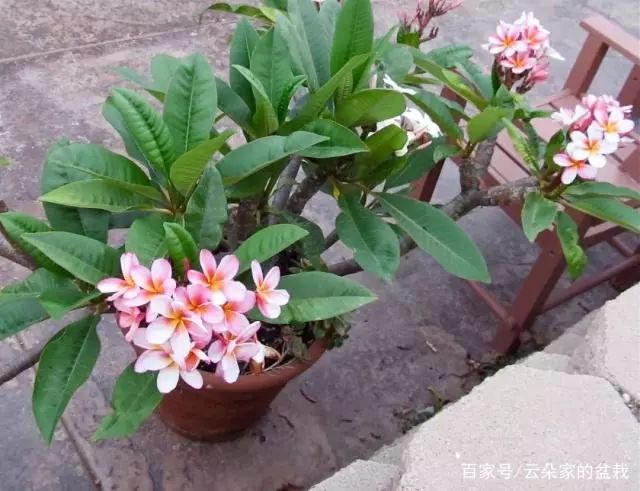 鸡蛋花种植技术_如何种植鸡蛋花_鸡蛋种花怎么样