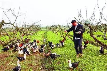 养殖蔬菜_种菜养殖技术_种菜养殖视频