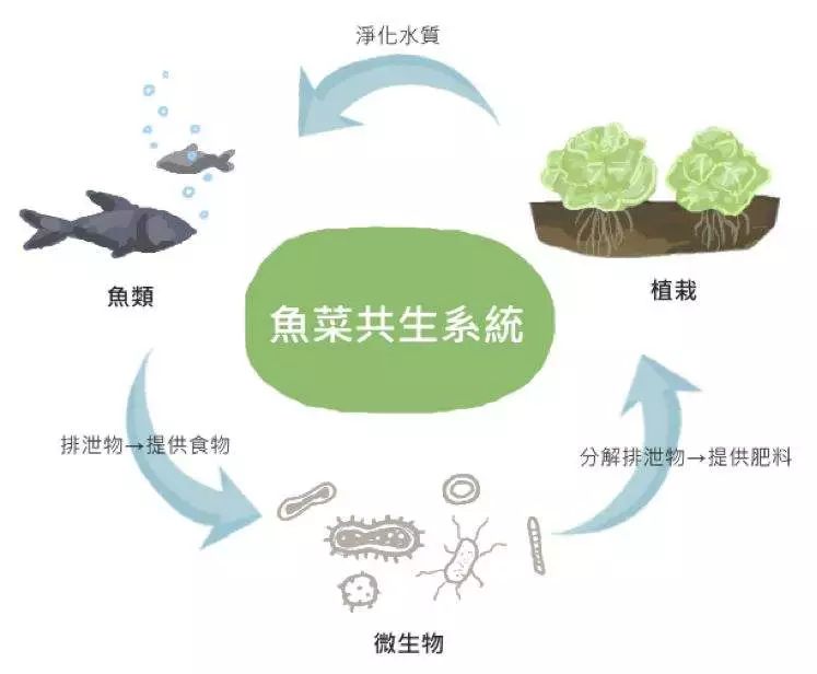 种植菜的技术_种植养殖技术_种菜养殖技术