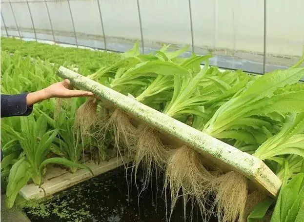 种植养殖技术_养殖种菜技术有哪些_种菜养殖技术