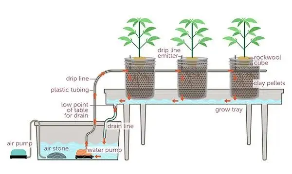 养殖种菜技术有哪些_种植养殖技术_种菜养殖技术