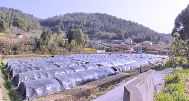 山东地区的麦冬的种植和管理_山东曹县麦冬种植_聊城麦冬种植致富