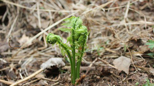 蕨菜怎么种植技术_如何种植蕨菜_蕨菜种植技术资料