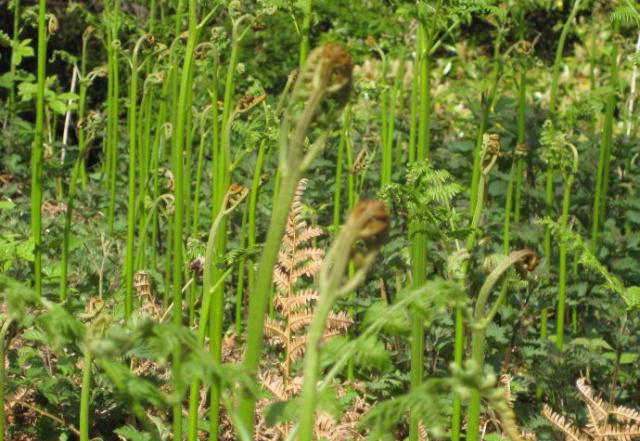 蕨菜种植技术资料_蕨菜怎么种植技术_如何种植蕨菜