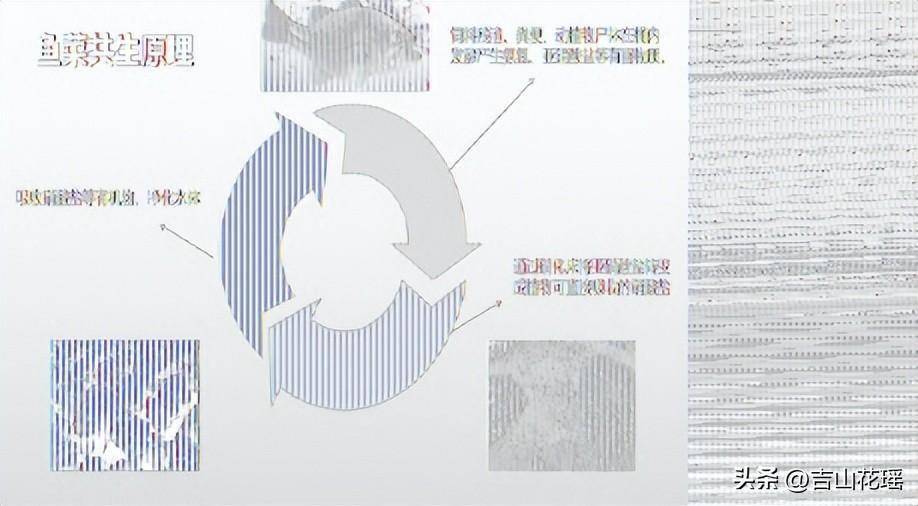 种菜养殖视频_种菜养殖技术_养殖种菜技术有哪些