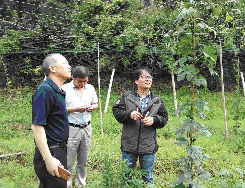 吊瓜栽培技术_吊瓜种植方法_吊瓜种植技术用药