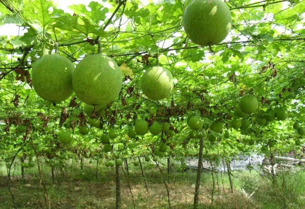 吊瓜栽培技术_吊瓜种植方法_吊瓜种植技术用药