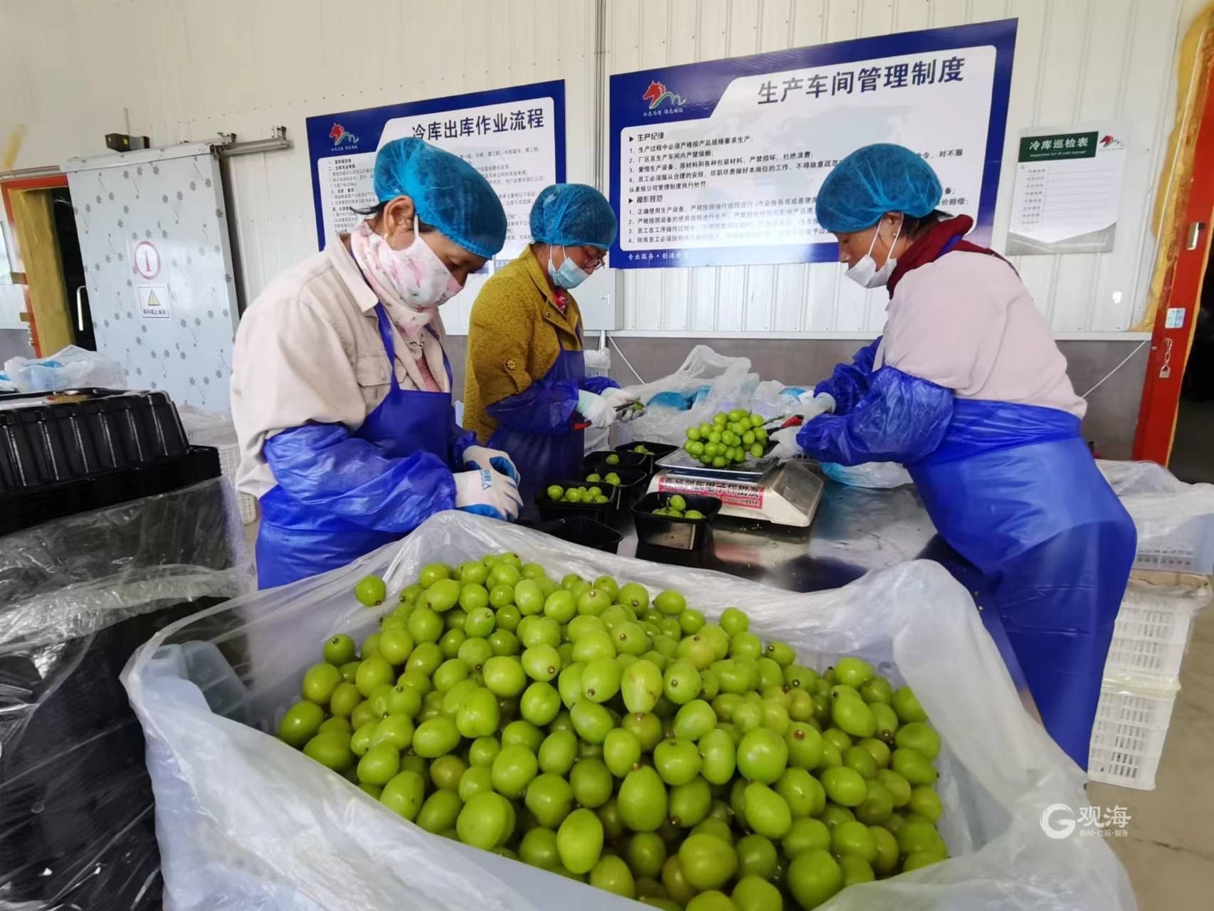 农广天地甜瓜种植技术视频_种植甜瓜赚钱吗_旱甜瓜种植致富