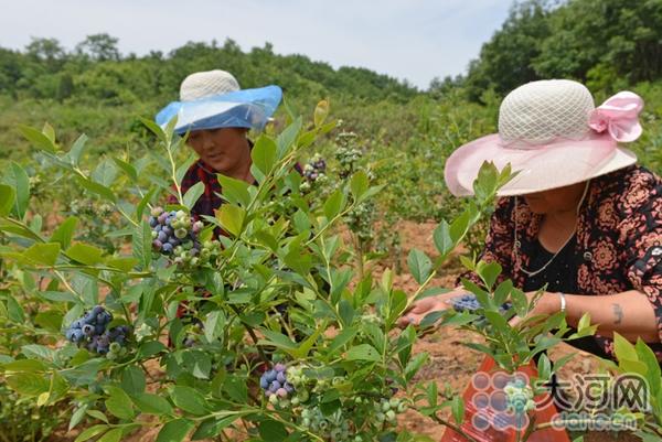 致富种植农村特色产业_致富种植农村特色农产品_农村致富特色种植