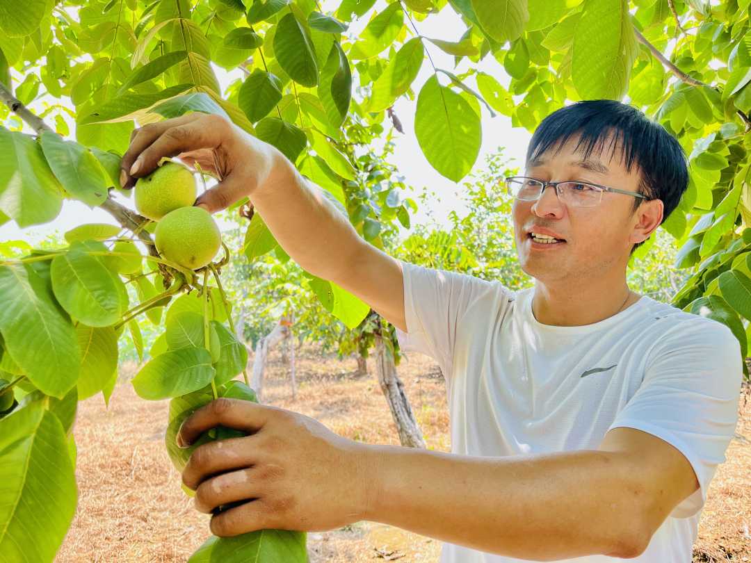 在涞水县东文山核桃种植园内核农正在采摘麻核桃。杨猛摄