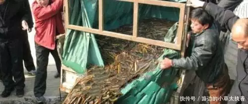 泥鳅黄鳝养殖技术视频_泥鳅 黄鳝健康养殖技术_养殖泥鳅黄鳝健康技术视频