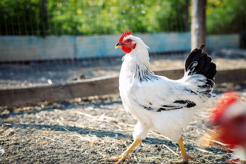 肉鸡养殖 技术_养殖肉鸡技术培训_养殖肉鸡技术宝典