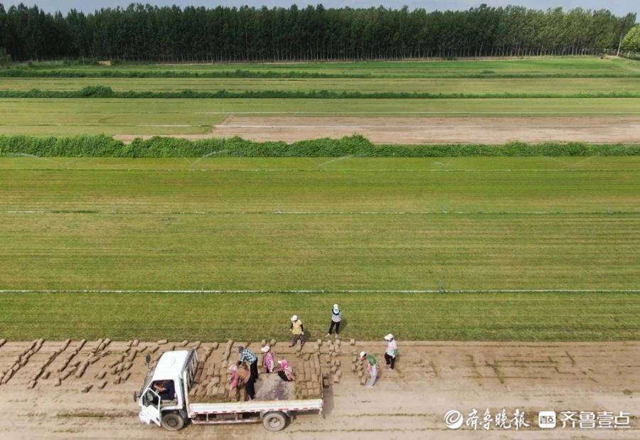 东营区盐碱地里的“新绿洲”