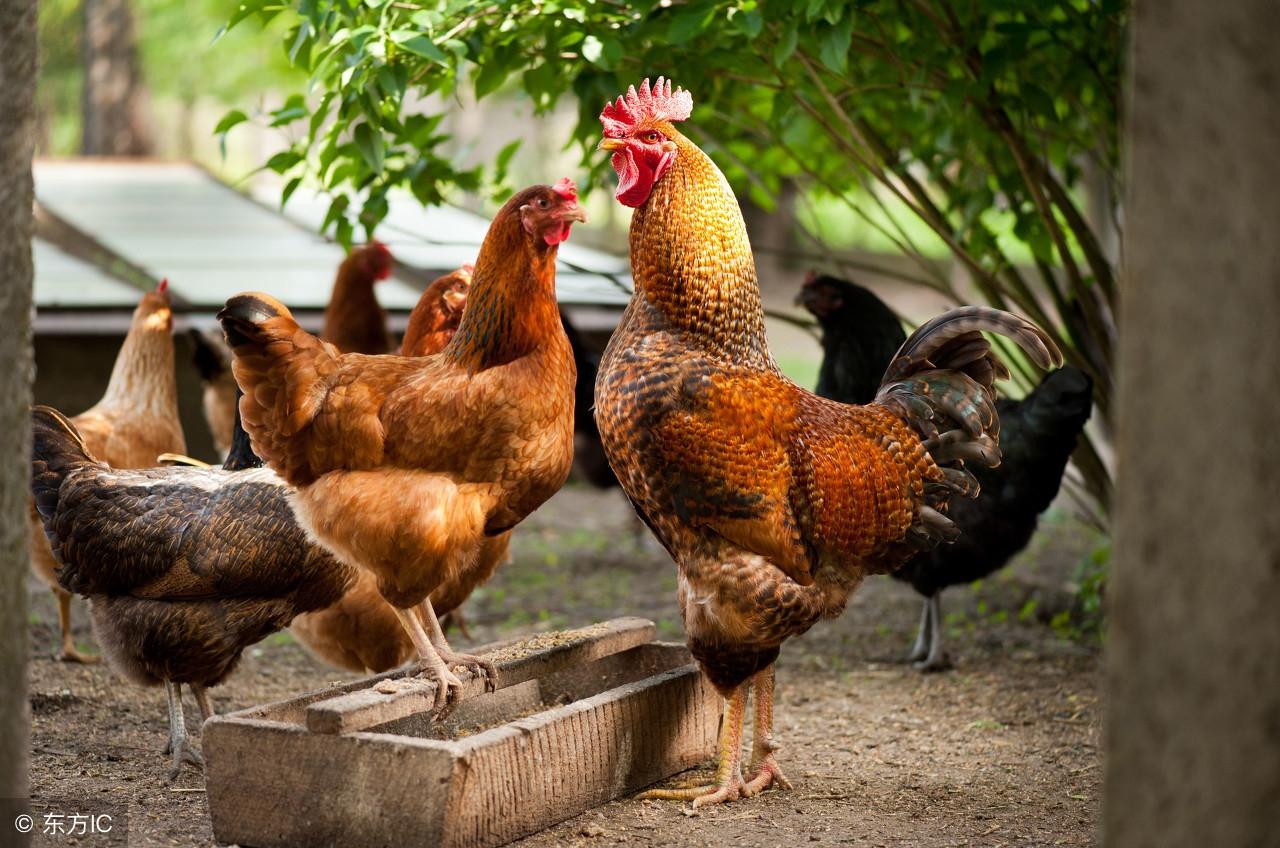 肉鸡养殖 技术_养殖肉鸡技术培训_养殖肉鸡技术大全