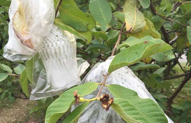 释迦果种植技术