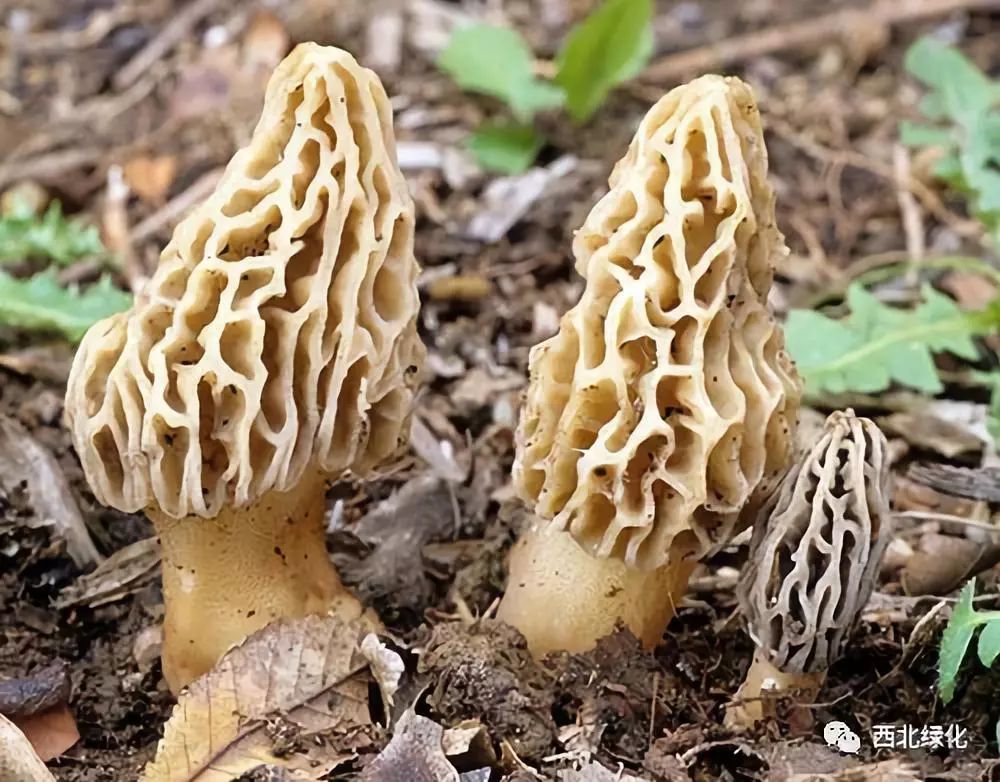 生财有道羊肚菌种植视频_致富经羊肚菌种植技术_羊肚菌种植技术培训视频