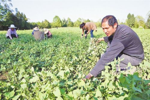 田恩荣：一株中药材带动300个农户同致富