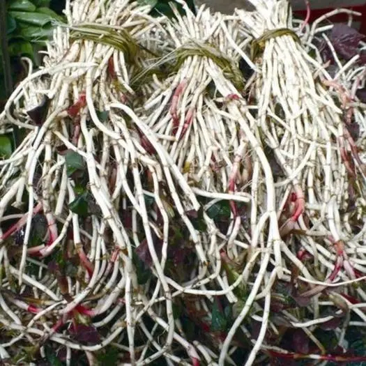 鱼腥草如何种植技术_种植鱼腥草前景如何_种植鱼腥草技术视频