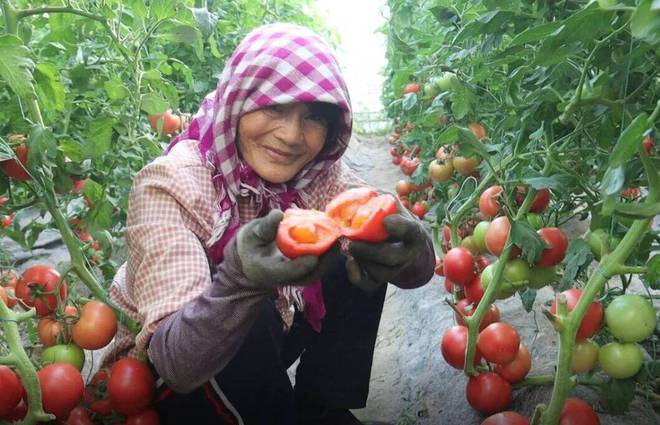 东营适合种植什么药材_东营种植什么作物_东营种植致富项目