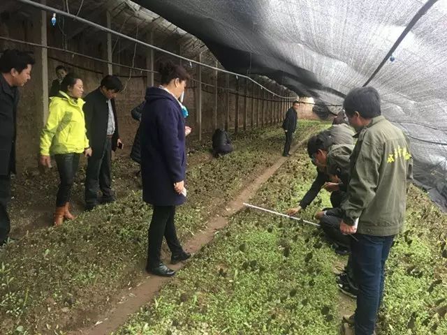 致富经羊肚菌种植技术_羊肚菌种植技术培训视频_农业致富网羊肚菌种植