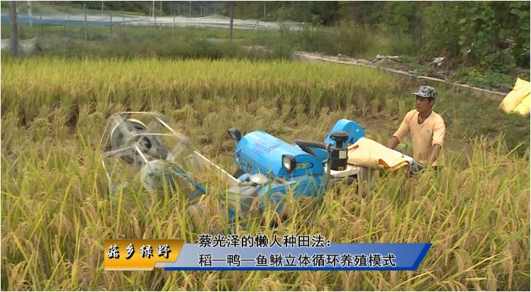 蔡光泽的懒人种田法：稻—鸭—鱼/鳅立体循环养殖模式